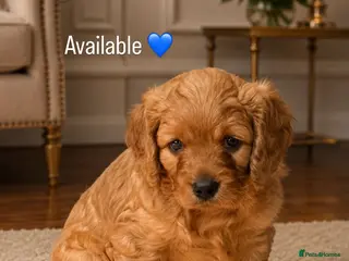 Cavapoo dogs for sale: Beautiful dark red Cavapoo puppies - Advert 2