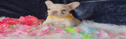 French Bulldog dogs for sale: 🐶💜 KC Registered French Bulldog Puppies - Advert 11