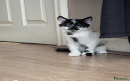 Mixed Breed cats for sale: Kitten - Image 8