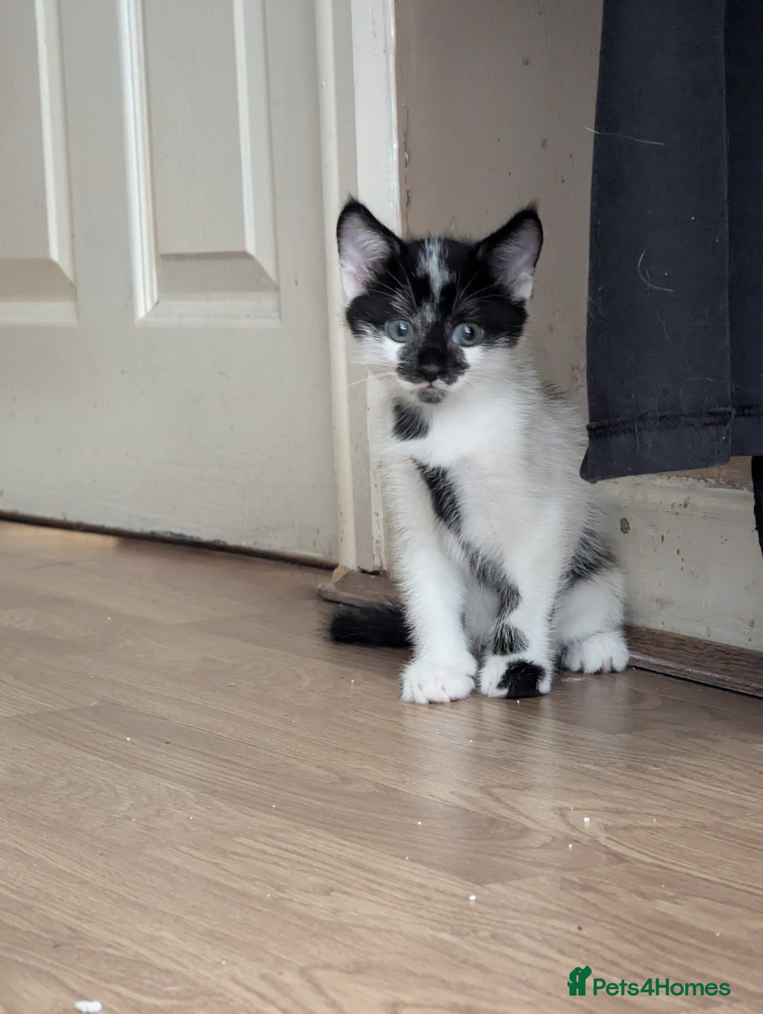 Mixed Breed cats for sale: Kitten - Image 8