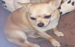 Chihuahua dogs for sale: GORGEOUS 9-WEEK-OLD CHIHUAHUA BOY 🩵 READY NOW!✨🐾 - Image 10