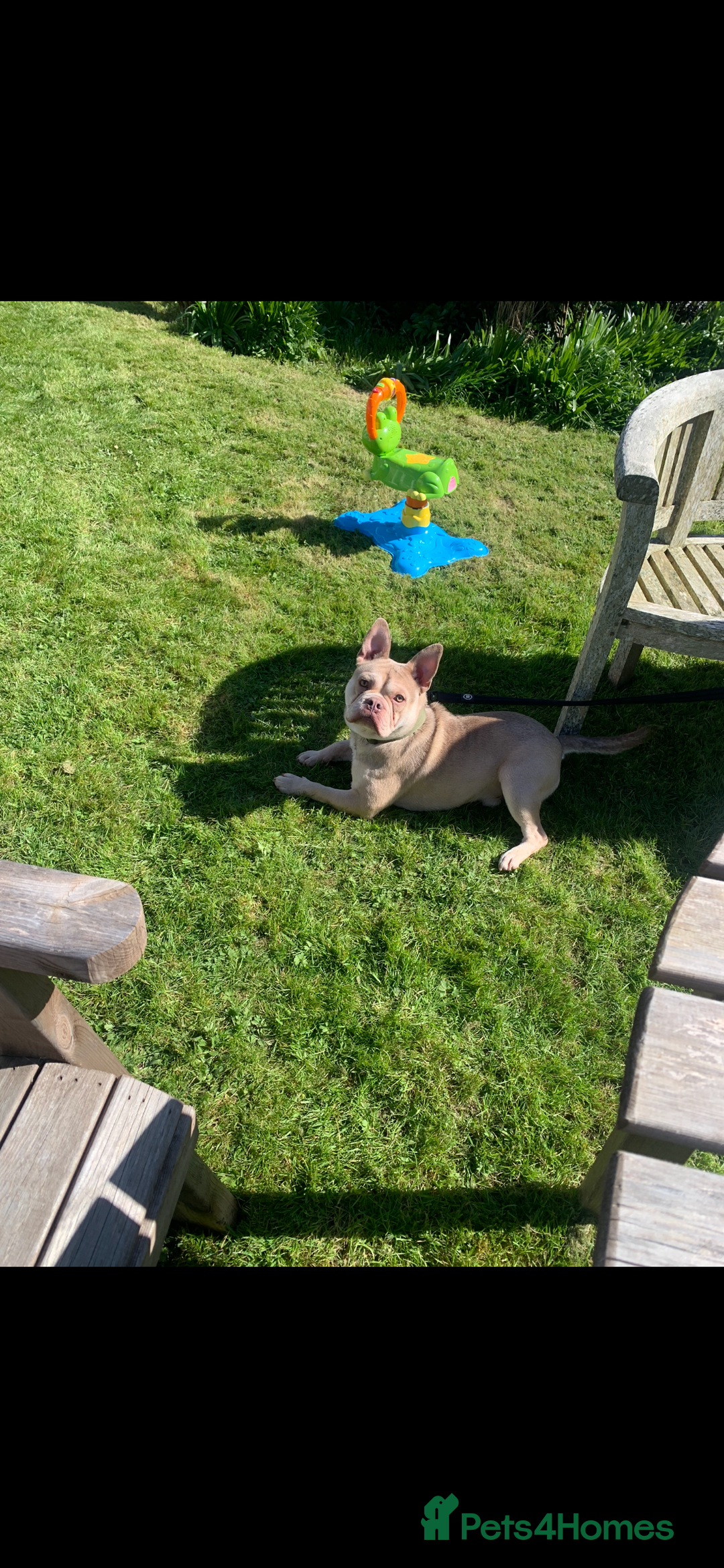 Mixed Breed dogs for sale: Hugo male  - Image 4