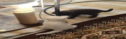 Ragdoll cats for sale: Ragdoll Mixed - Advert 5