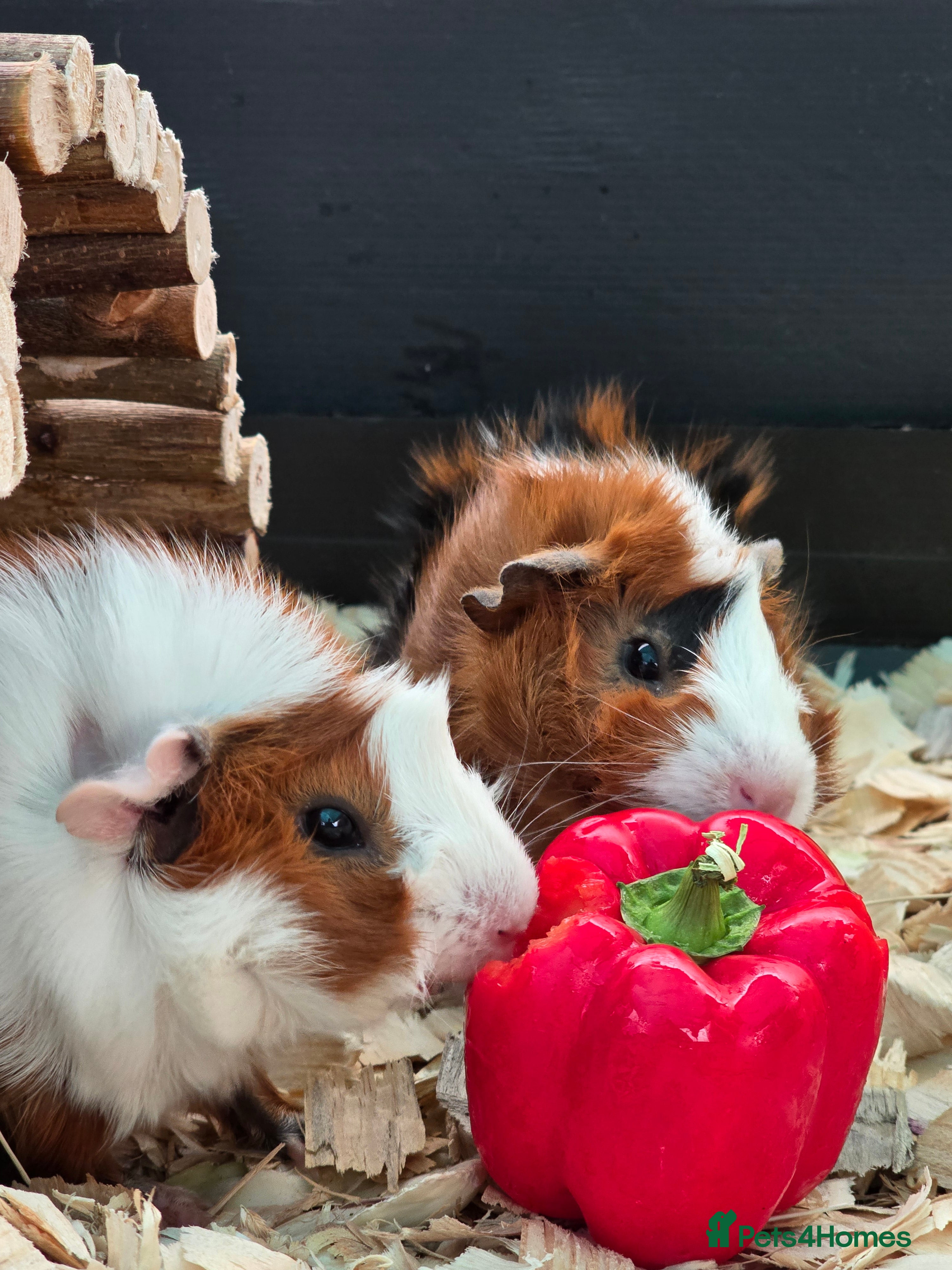 Guinea Pig rodents Abyssinian Guinea Pigs - Advert 2