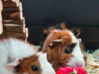 Guinea Pig rodents Abyssinian Guinea Pigs - Advert 2