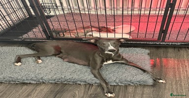 Whippet dogs - Advert 8