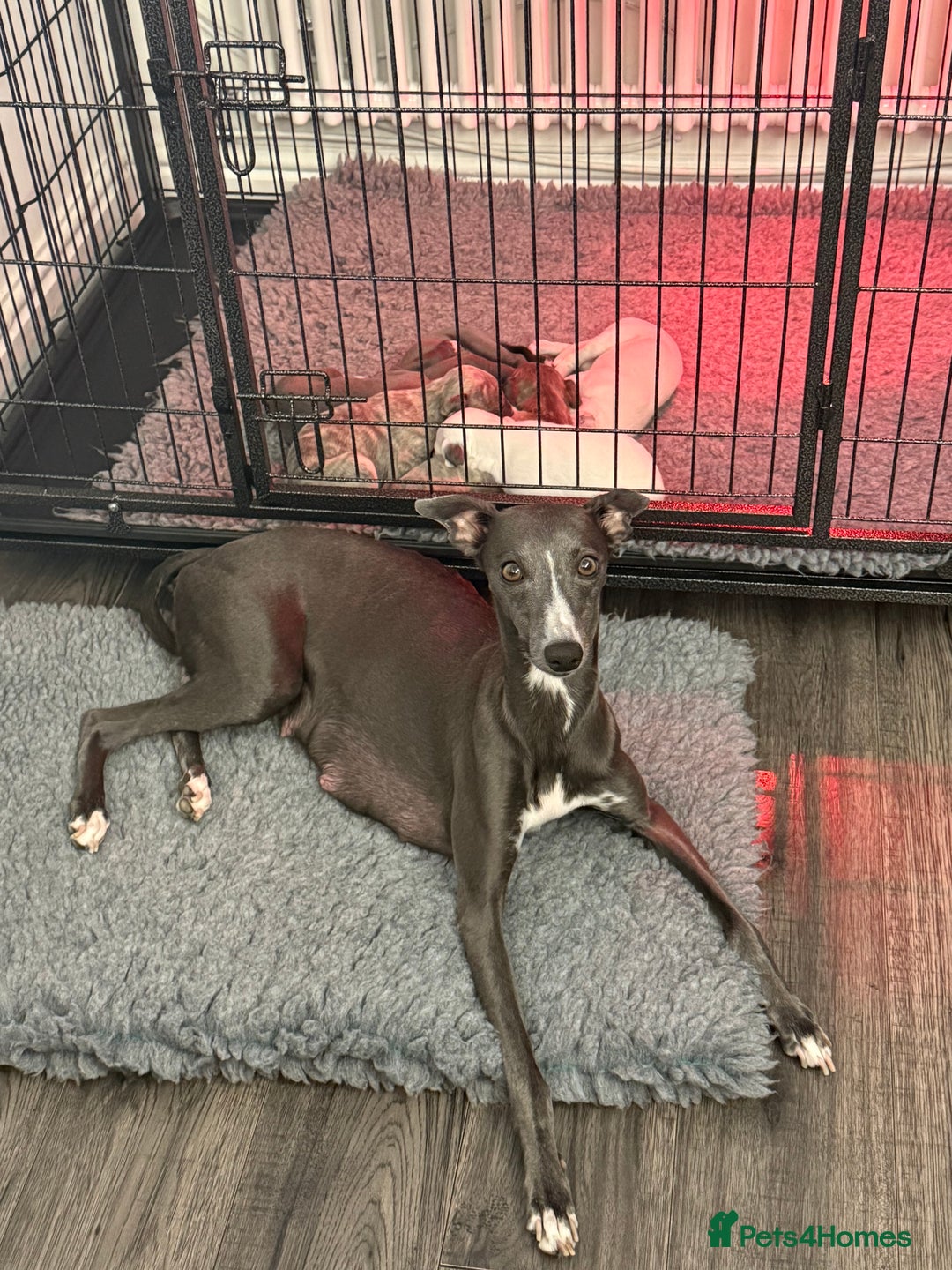 Whippet dogs for sale: KC Registered Whippet Puppies - Image 22