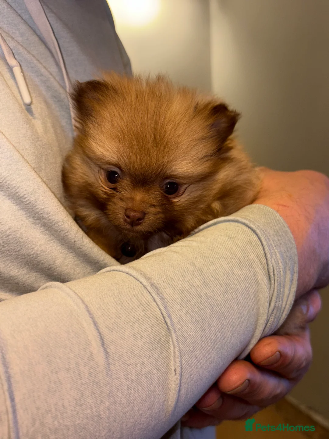 Pomeranian dogs for sale: Beautiful Pomeranian puppy-Girl-Loving Home Wanted - Advert 7