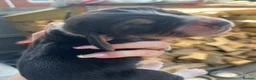 Basset Hound dogs for sale: Beautiful KC registered basset hounds - Advert 14