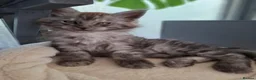 Maine Coon cats for sale: Maine Coon Kittens looking for new loving home in Birmingham - Advert 5