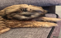 Zuchon dogs for sale: Two beautiful girl Zuchon pups - Image 3