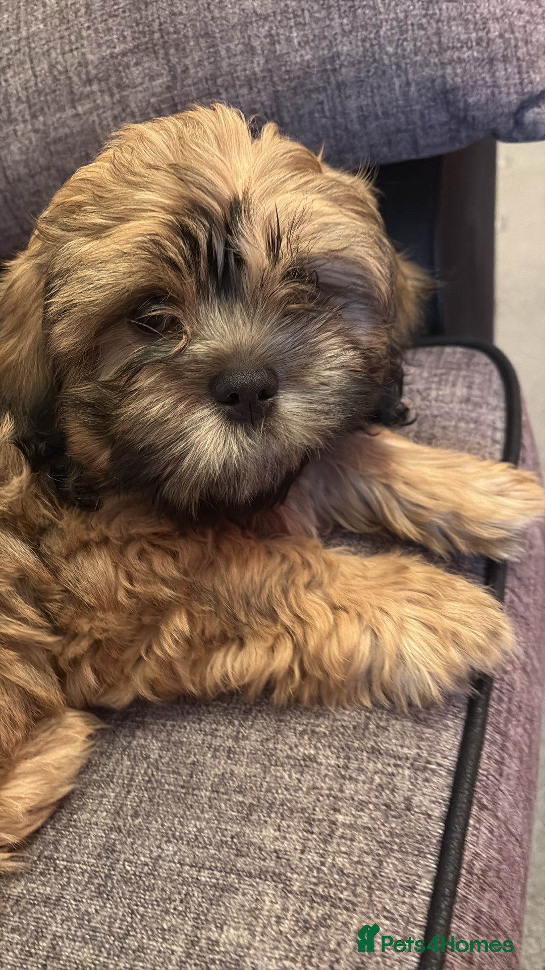 Zuchon dogs for sale: Two beautiful girl Zuchon pups - Image 3