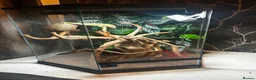 Gecko reptiles for sale: Crested gecko and setup.  in Milton Keynes - Advert 1
