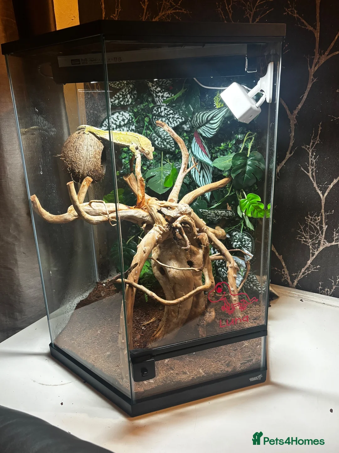 Gecko reptiles for sale: Crested gecko and setup.  in Milton Keynes - Advert 1