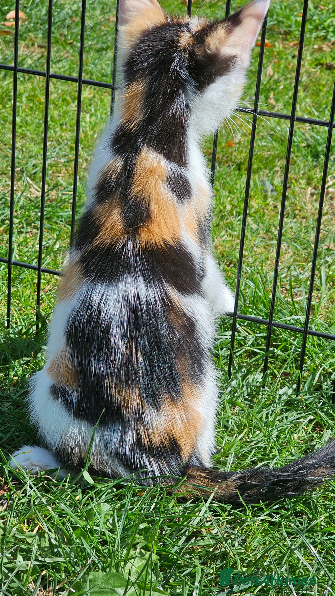 Mixed Breed cats for sale:  🐾 Adorable Kittens Ready for Loving Homes 🐾 - Image 12