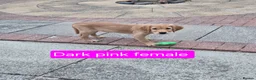 Golden Retriever dogs for sale: Beautiful golden retrivers - Advert 11