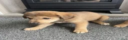 Pomsky dogs for sale: Beautiful husky x pomeranian in Glasgow - Advert 5
