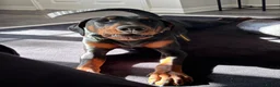 Dobermann dogs for sale: Doberman and German short haired pointer  - Advert 8