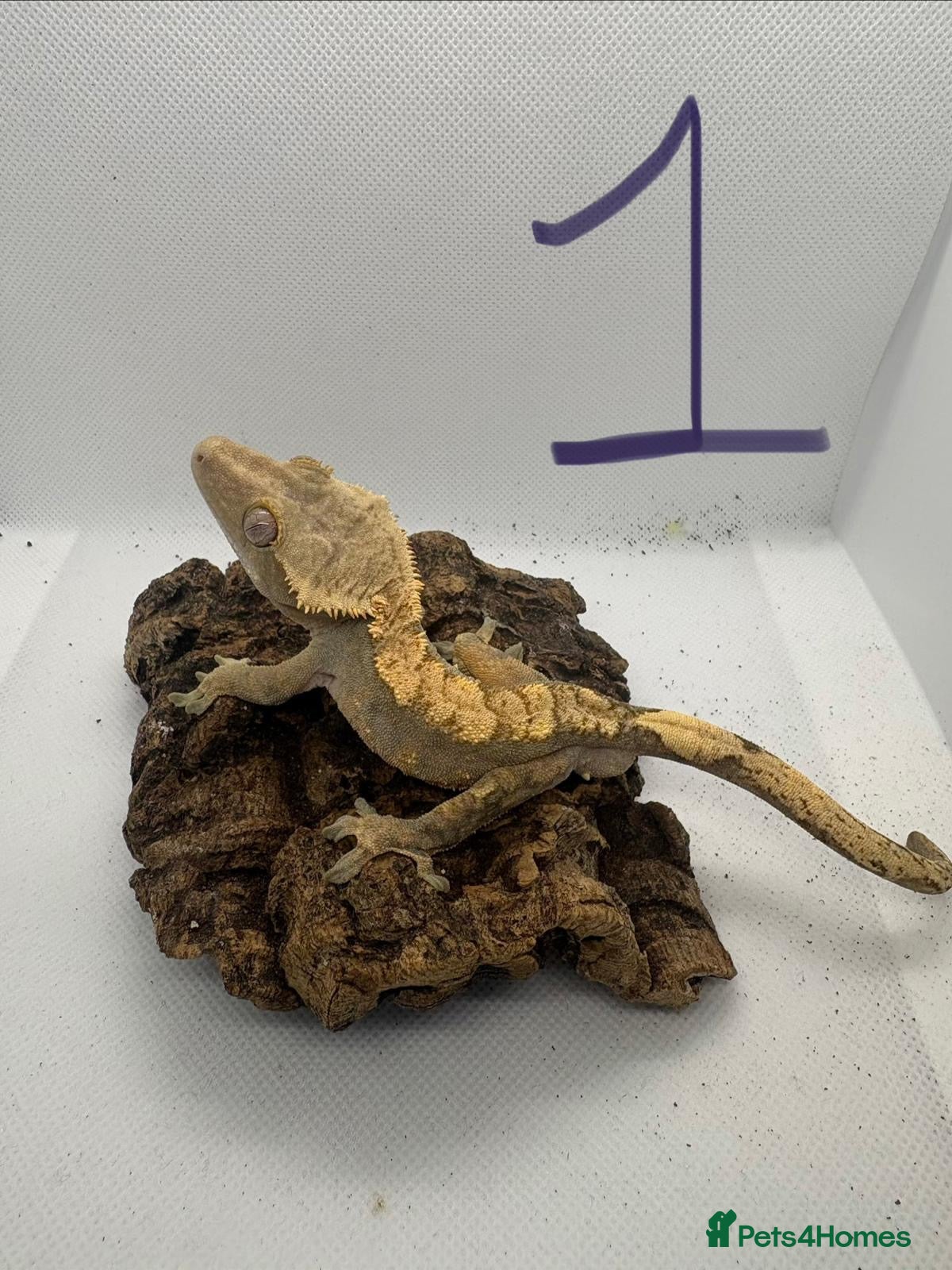 Gecko reptiles Crested geckos - Advert 19