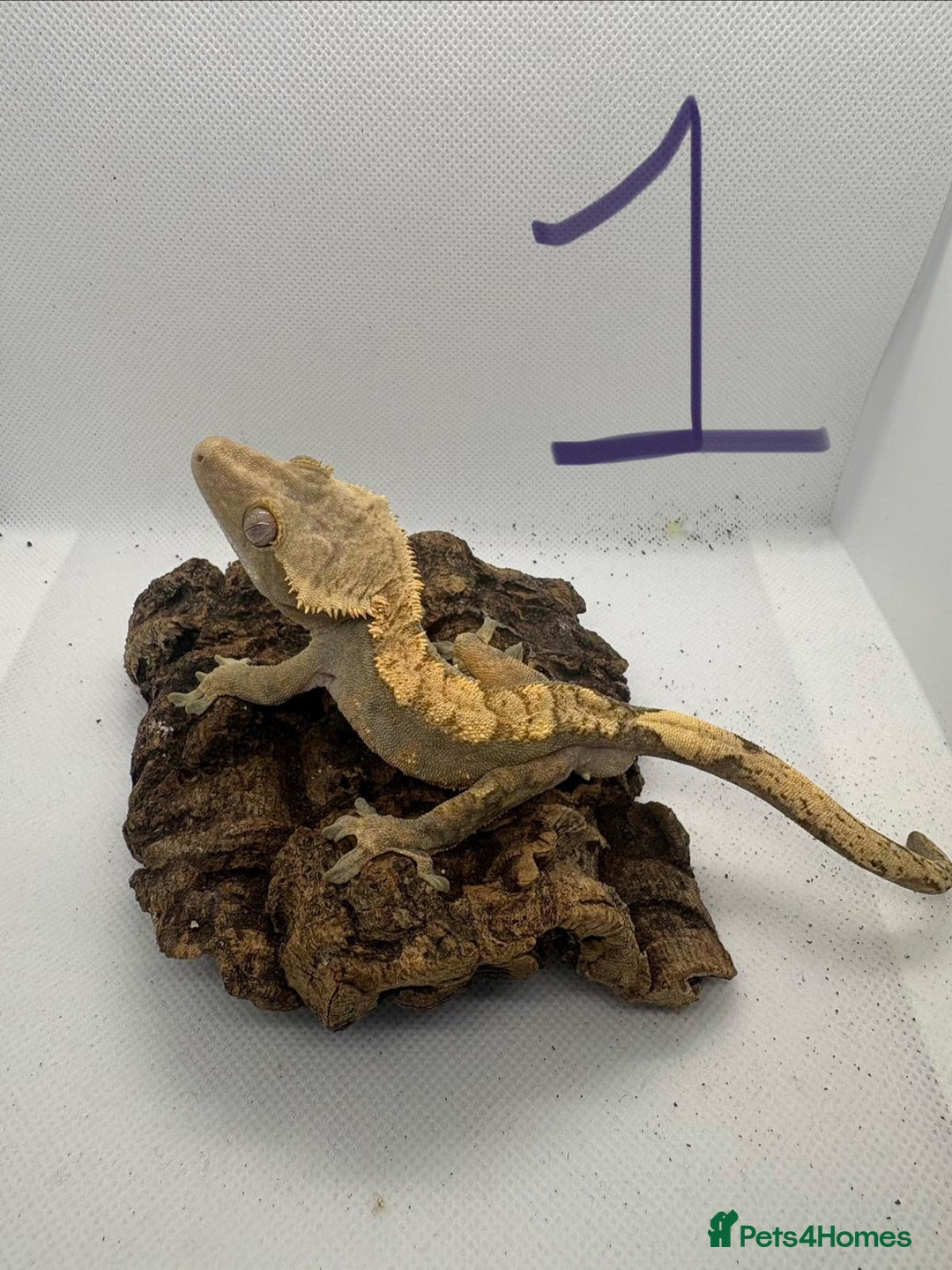 Gecko reptiles for sale: Crested geckos - Advert 3