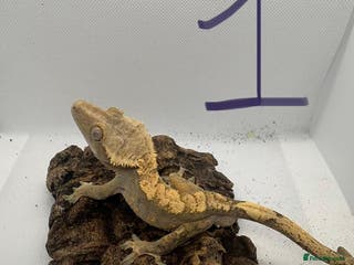 Gecko reptiles Crested geckos - Advert 19