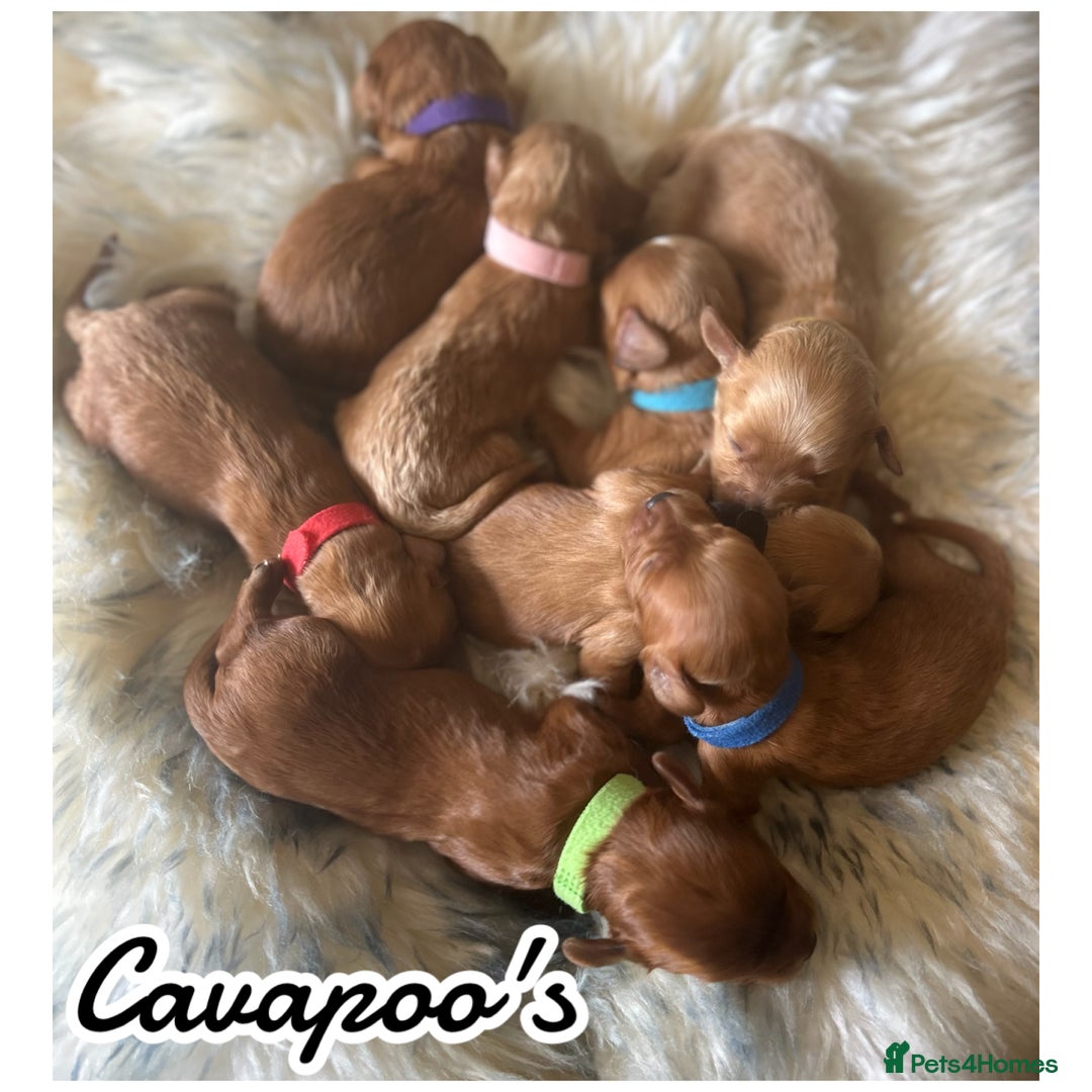 Cavapoo dogs for sale: Beautiful fully DNA tested Cavapoo's  - Image 28