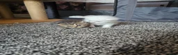 Exotic cats for sale: Persian/British Shorthaired cats - Advert 22