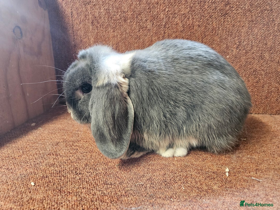Mini Lop rabbits for sale: Pure Blue Otter mini lop buck.  Vaccinated  - Image 2