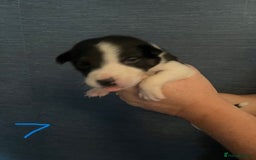 Border Collie dogs for sale: Border Collie Puppies - Image 17