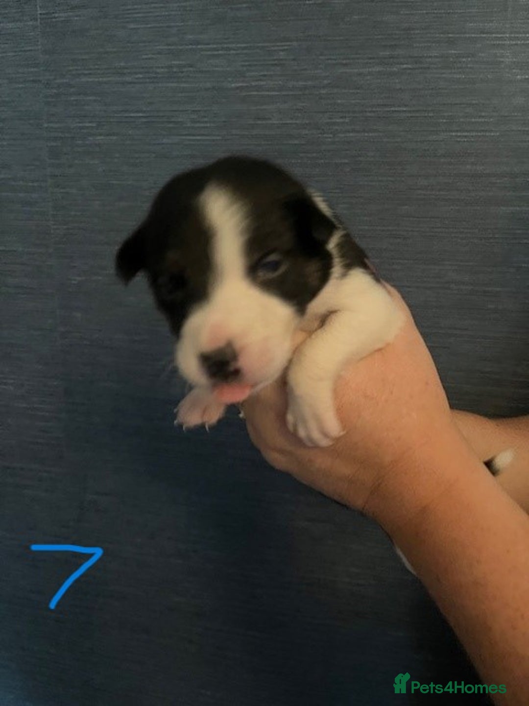 Border Collie dogs for sale: Border Collie Puppies - Image 17