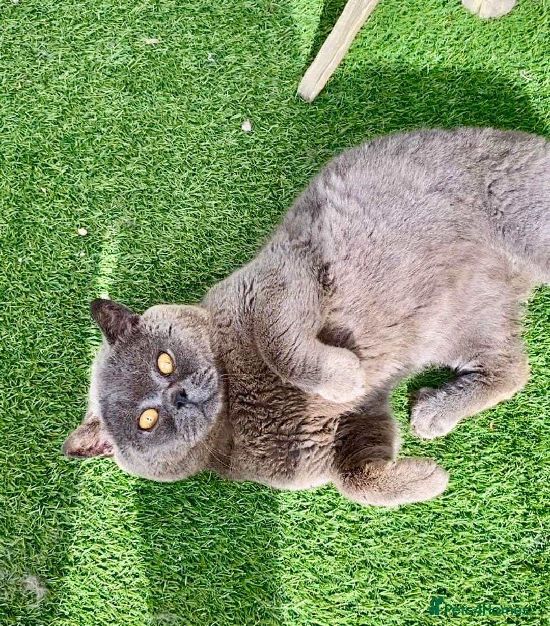 British Shorthair cats for sale: (READY NOW)EXCEPTIONAL PURE BREED BSH - Image 27