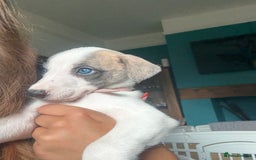 Whippet dogs for sale: 8 WHIPPET PUPPIES   - Image 13