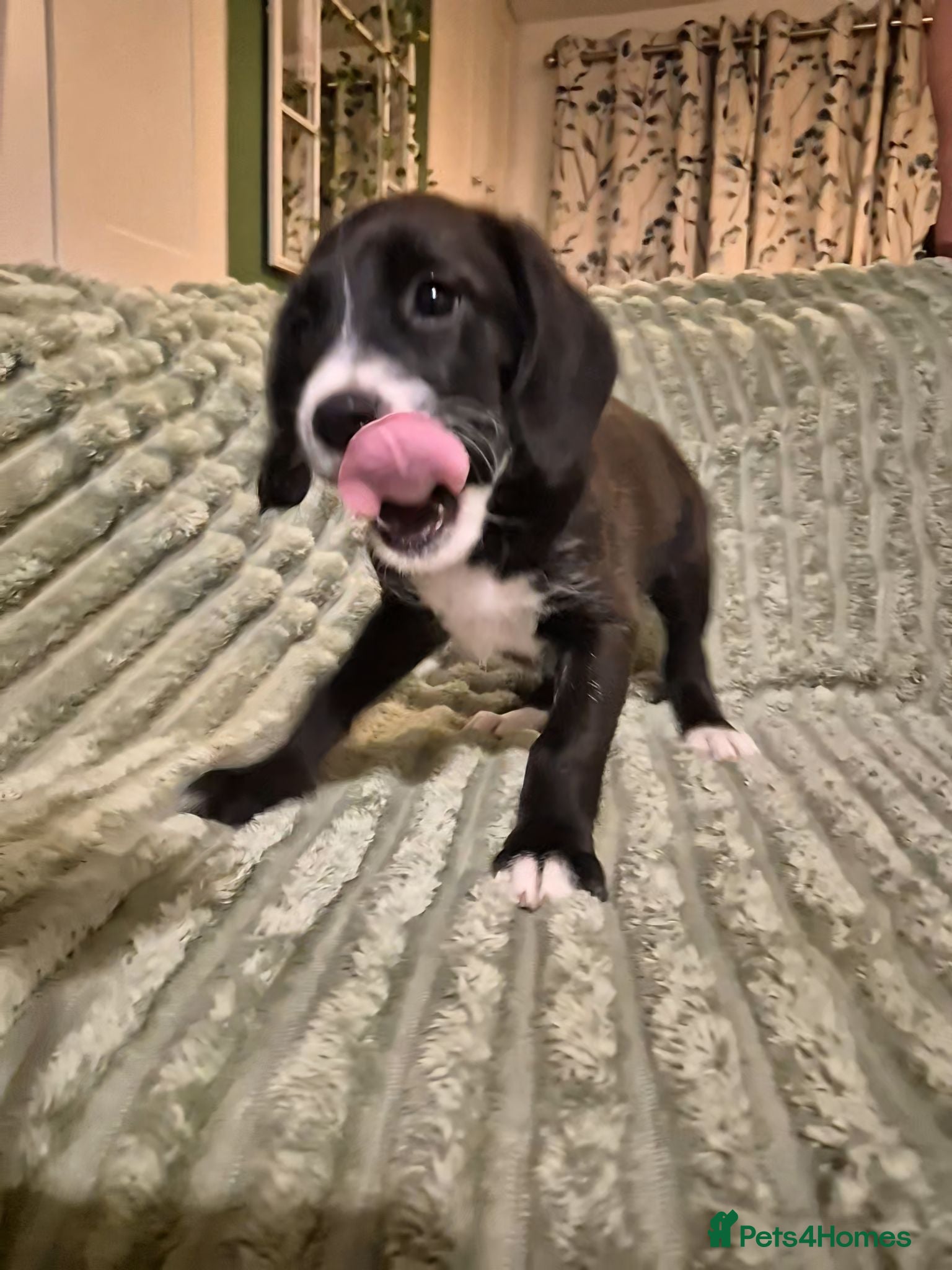 Mixed Breed dogs BoxerDoodle puppies • READY NOW - Advert 1