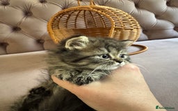 British Longhair cats for sale: British Long Hair Kittens - Image 4