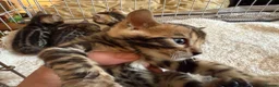 Bengal cats for sale: Outstanding Pedigree TICA Bengal Kittens - Advert 13