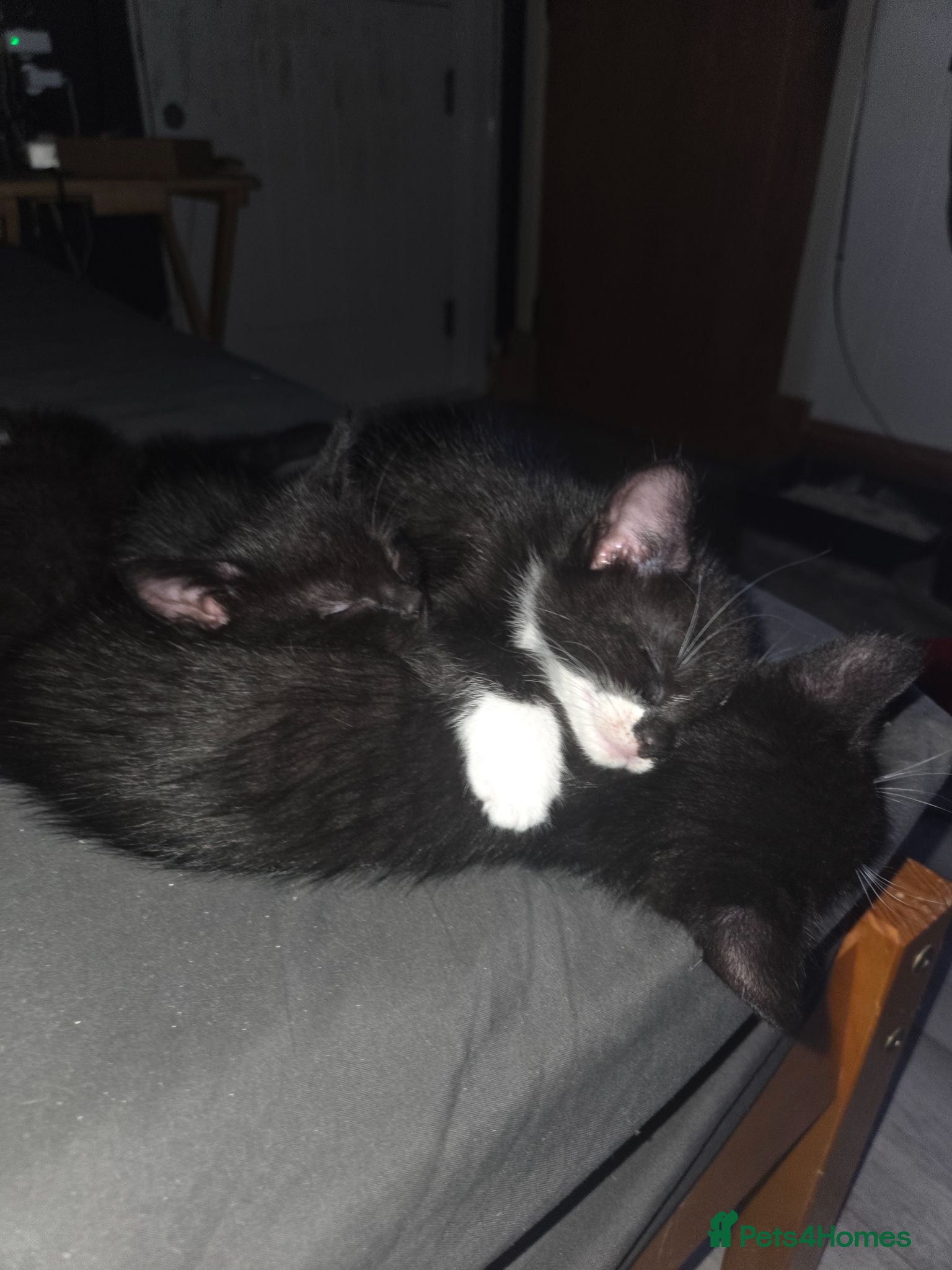 Mixed Breed cats 5 gorgeous Nebelung X British Tuxedo Shorthairs - Advert 1