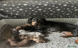 Dachshund dogs for sale: Beautiful Dachshund  - Image 1