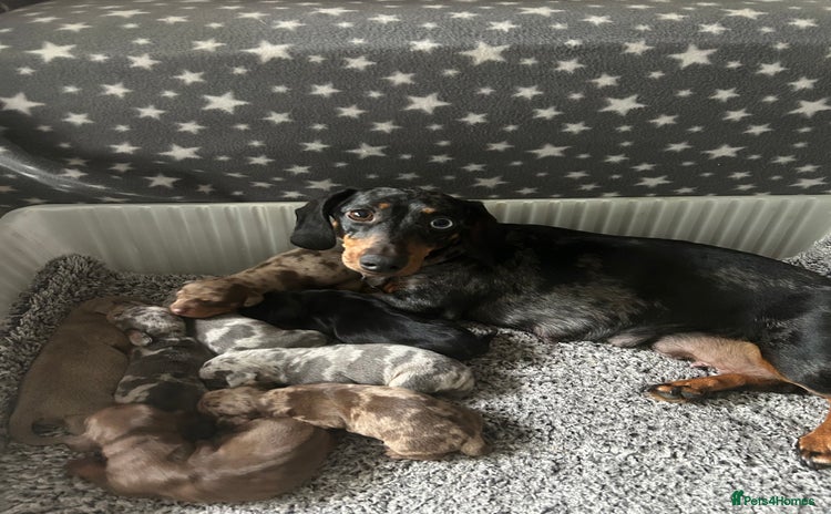 Dachshund dogs - Advert 15