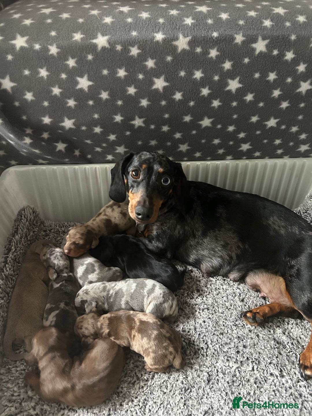 Dachshund dogs for sale: Beautiful Dachshund  - Image 1