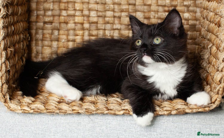 Mixed Breed cats Ginger,Tortoiseshell, Tuxedo Kittens Sale London  - Advert 13