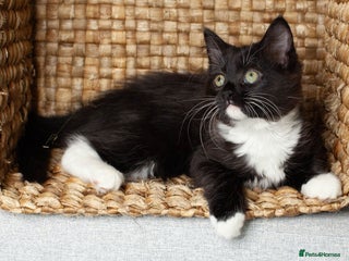 Mixed Breed cats Ginger,Tortoiseshell, Tuxedo Kittens Sale London - Advert 9