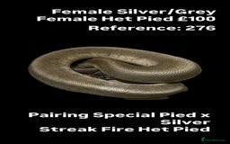 Python Snake reptiles for sale: Various 2025 & 2024 Pied Ball Pythons Royal Snake - Image 3
