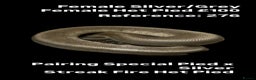 Python Snake reptiles for sale: Various 2025 & 2024 Pied Ball Pythons Royal Snake - Advert 3