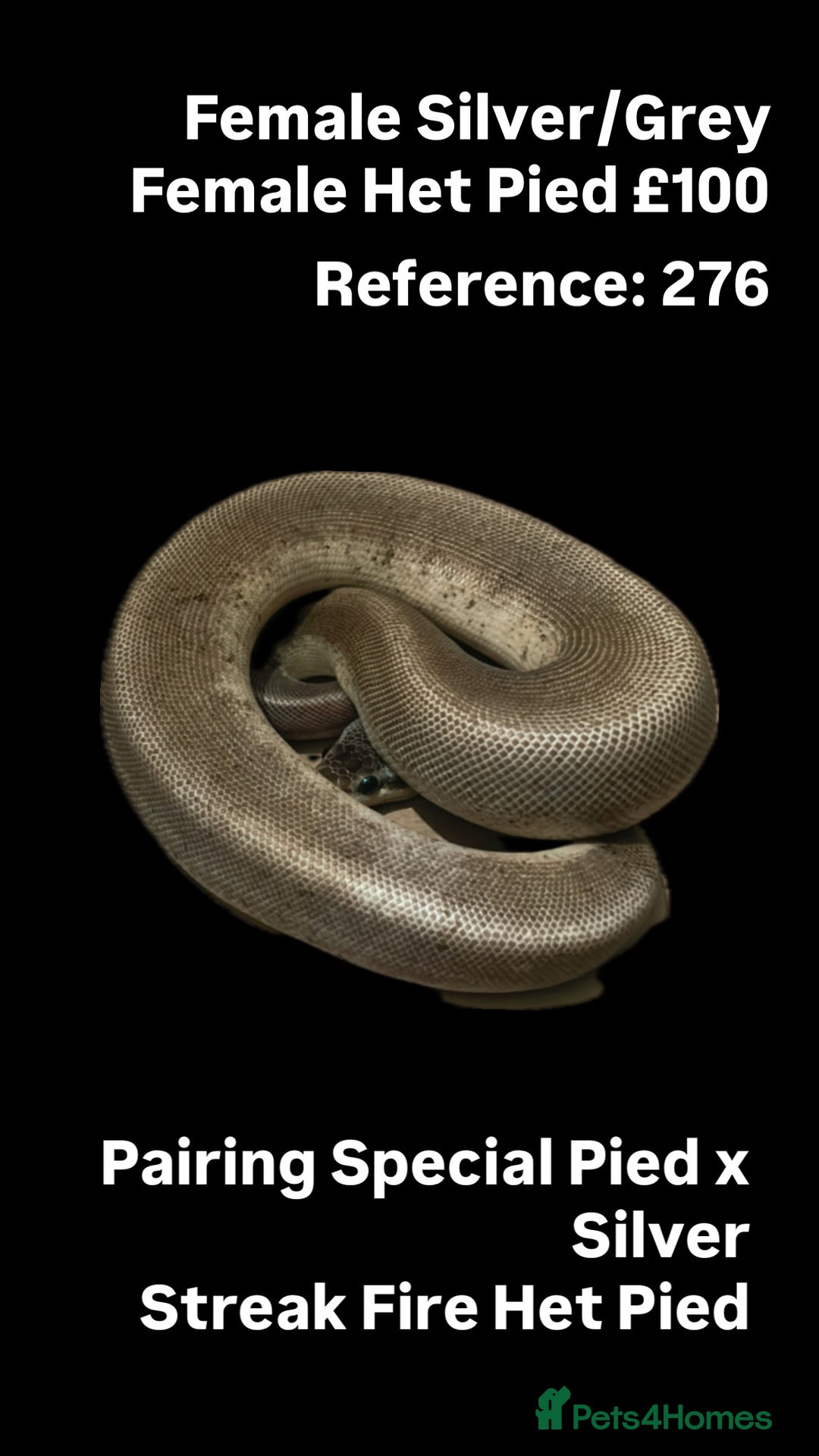 Python Snake reptiles for sale: Various 2025 & 2024 Pied Ball Pythons Royal Snake - Advert 3