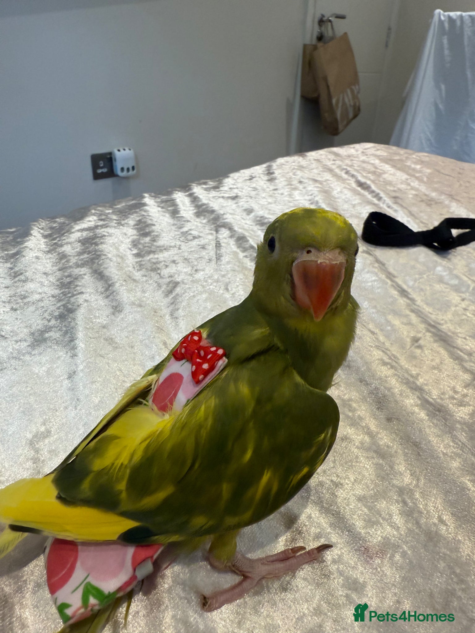 Ringnecks birds My little dino/4weeks🐣-IndianRingNeck-Handtamed - Advert 11