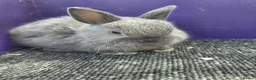 Netherland Dwarf rabbits for sale: Pure bred netherland dwarf - Advert 3