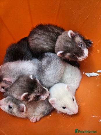 Ferret rodents - Advert 4