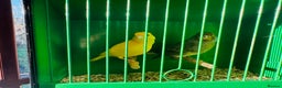 Canaries birds for sale: Pair of canary’s  - Advert 1