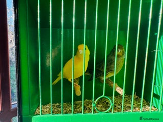 Canaries birds Pair of canary’s - Advert 1