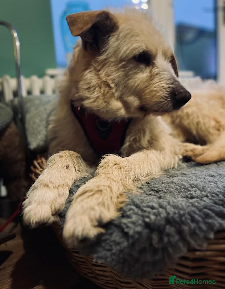 Mixed Breed dogs A heart full of love: Meet Pearl. - Advert 2